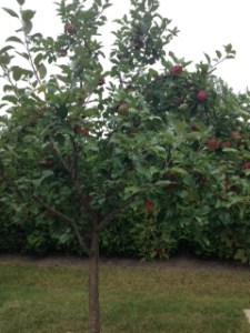 apple tree